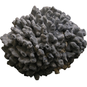 Κοράλλι διακοσμητικό Μπλε 10-15cm - ΚΩΔ:001-2124-WAV