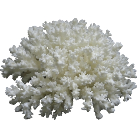 Κοράλλι κουνουπίδι λευκό 13-15cm - ΚΩΔ:001-2105-WAV