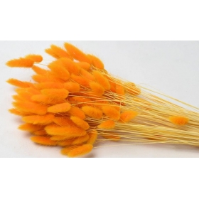 Αποξηραμένο φυτό lagurus πορτοκαλί 65cm - ΚΩΔ:952529