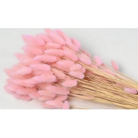 Αποξηραμένο φυτό lagurus ροζ 65cm - ΚΩΔ:952534