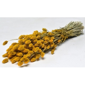 Αποξηραμένο φυτό phalaris κίτρινο 70cm - ΚΩΔ:963509