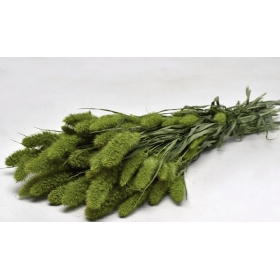Αποξηραμένο φυτό σετάρια πράσινο 100gr 65cm - ΚΩΔ:970903