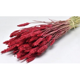 Αποξηραμένο φυτό κόκκινα στάχυα 70cm - ΚΩΔ:977505