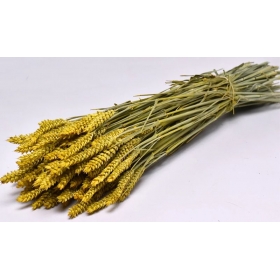 Αποξηραμένο φυτό κίτρινα στάχυα 70cm - ΚΩΔ:977509