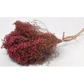 Αποξηραμένο λουλούδι broom bloom ροζ 50cm - ΚΩΔ:924004