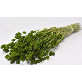 Αποξηραμένο φυτό phalaris πράσινο 70cm - ΚΩΔ:963503