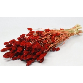 Αποξηραμένο φυτό phalaris κόκκινο 70cm - ΚΩΔ:963505