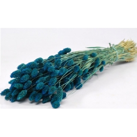 Αποξηραμένο φυτό phalaris μπλε 70cm - ΚΩΔ:963518
