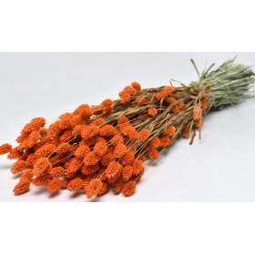 Αποξηραμένο φυτό phalaris πορτοκαλί 70cm - ΚΩΔ:963529