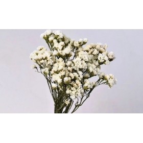Αποξηραμένο λουλούδι statice sinuata λευκό 45cm - ΚΩΔ:972610