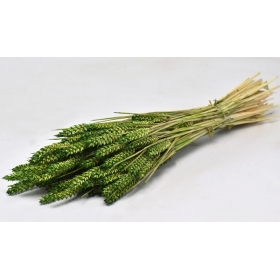 Αποξηραμένο φυτό σιτάρια πράσινα 70cm - ΚΩΔ:977503