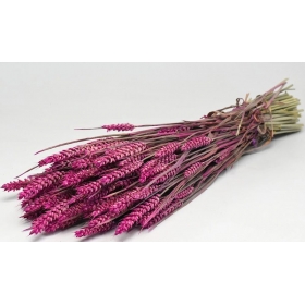 Αποξηραμένο φυτό σιτάρια ροζ 70cm - ΚΩΔ:977504
