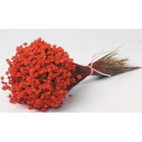 Αποξηραμένα λουλούδια glixia κόκκινο 30cm - ΚΩΔ:943005