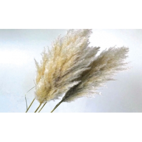 Αποξηραμένο φυτό pampas φυσικό 110cm - ΚΩΔ:928900
