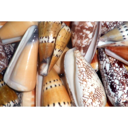 Κοχύλι Conus διάφοροι μικροί 3-6cm ενός κιλού - ΚΩΔ:001-1547-WAV