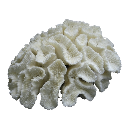 Κοράλλι Μυαλό Λευκό 13-15cm - ΚΩΔ:001-2175-WAV