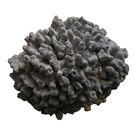 Κοράλλι διακοσμητικό Μπλε 10-15cm - ΚΩΔ:001-2124-WAV