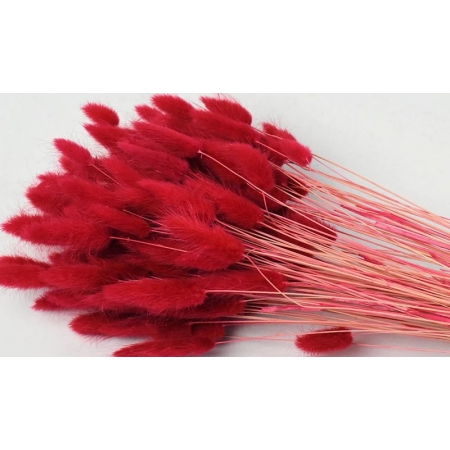 Αποξηραμένο φυτό lagurus κόκκινο 65cm - ΚΩΔ:952505