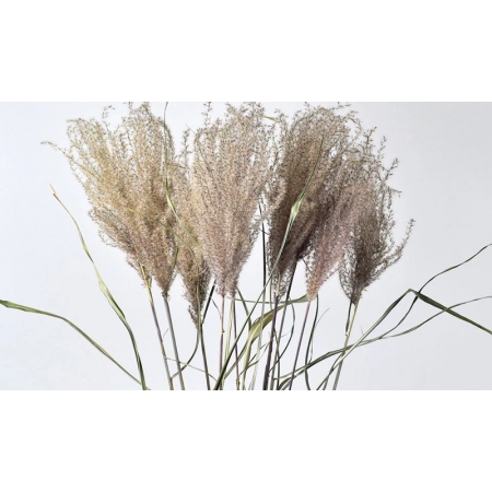 Αποξηραμένο φυτό miscanthus 70cm - ΚΩΔ:958300