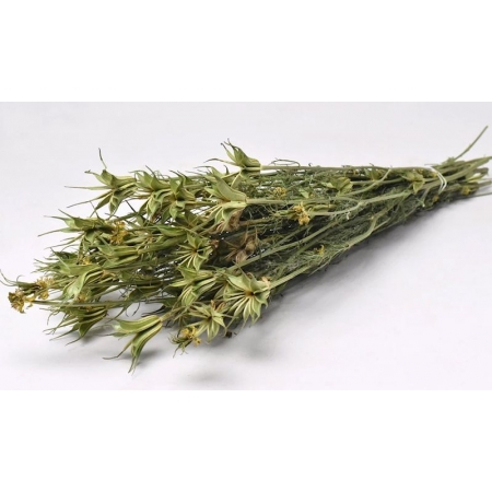 Αποξηραμένο φυτό nigella orientalis 40cm - ΚΩΔ:960500