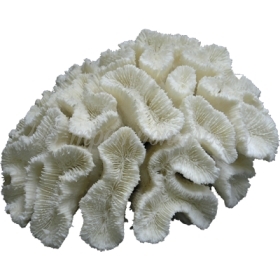 Κοράλλι Μυαλό Λευκό 13-15cm - ΚΩΔ:001-2175-WAV
